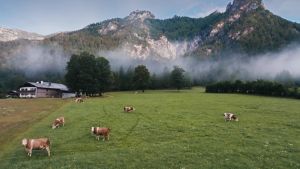 Berchtesgadener Landmolkerei – I sensori di temperatura ifm garantiscono un’elevata qualità dei prodotti nel settore alimentare